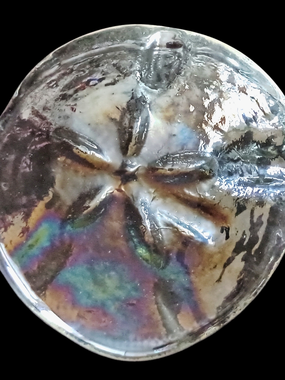Art Glass Sand Dollar Iridescent Paperweight Vintage Coastal Beach House Ocean